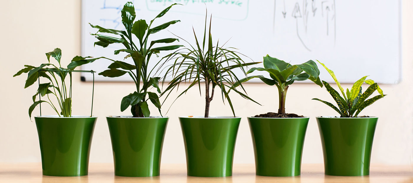 Plants in a workplace